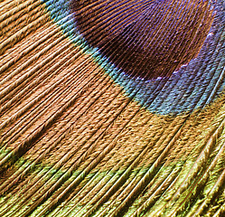 Image showing peacock feather detail