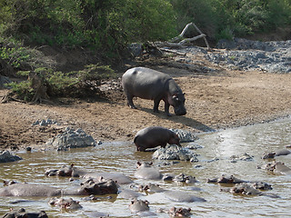 Image showing some Hippos waterside