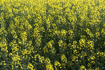 Image showing yellow canola flowers