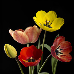 Image showing colorful tulip flowers