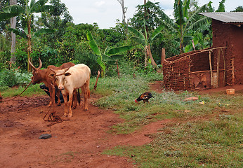 Image showing cattle in Uganda