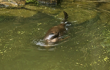 Image showing Otter im wet ambiance