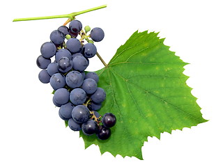 Image showing Black grape