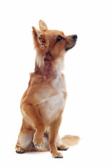 Image showing brown chihuahua