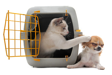 Image showing kitten in pet carrier and chihuahua