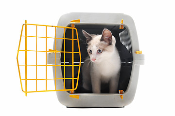 Image showing kitten in pet carrier