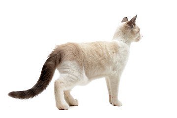 Image showing back view of Siamese kitten