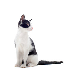 Image showing black and white kitten