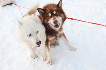 Image showing two siberian huskies