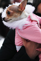 Image showing funny dog clothes 