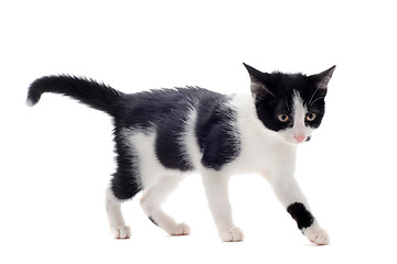 Image showing black and white kitten