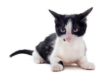 Image showing black and white kitten
