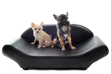 Image showing chihuahuas on sofa