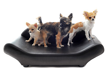 Image showing chihuahuas on sofa