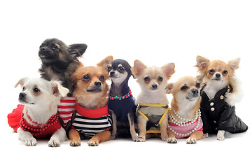 Image showing seven chihuahuas