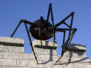 Image showing Giant black spider on the wall