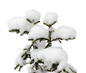 Image showing Two small Christmas tree in the snow in isolation