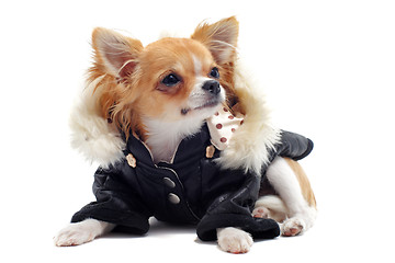 Image showing chihuahua dressed