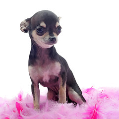 Image showing puppy chihuahua with pink feather