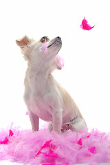 Image showing puppy chihuahua with pink feather