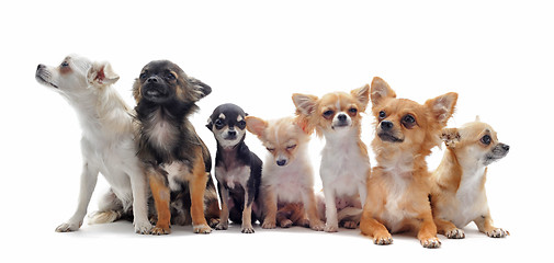 Image showing seven chihuahuas