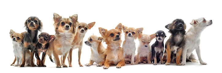 Image showing seven chihuahuas