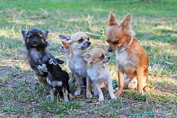 Image showing five chihuahuas