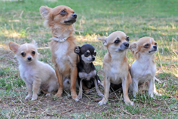 Image showing five chihuahuas