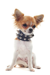 Image showing chihuahua with studded collar