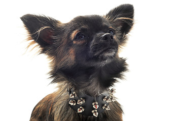 Image showing chihuahua with studded collar