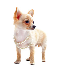 Image showing chihuahua with pearl collar