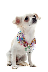 Image showing chihuahua with pearl collar