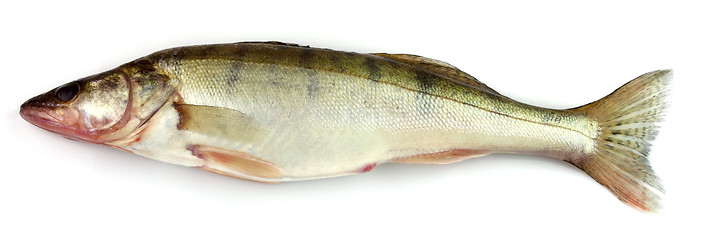 Image showing Pike perch