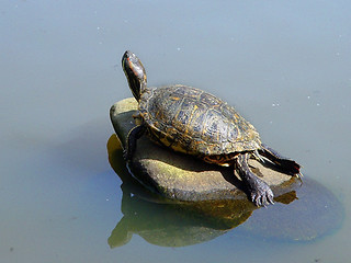 Image showing Turtle