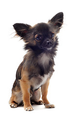 Image showing brown chihuahua