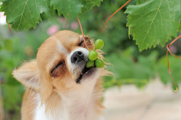 Image showing puppy chihuahua