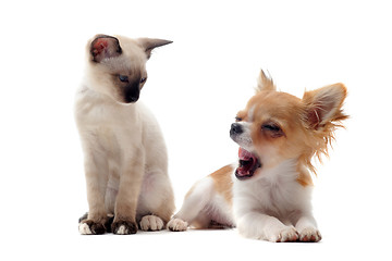 Image showing puppy chihuahua and siamese kitten