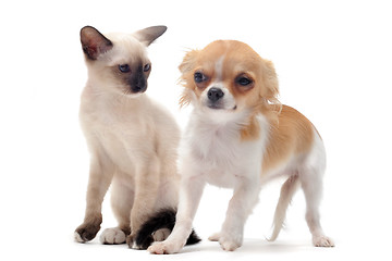 Image showing puppy chihuahua and kitten