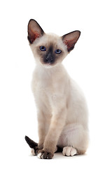 Image showing Siamese kitten