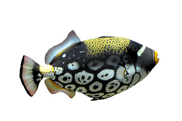 Image showing Clown triggerfish - Balistoides conspicillum