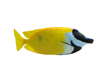 Image showing Fox Faced Rabbit Fish