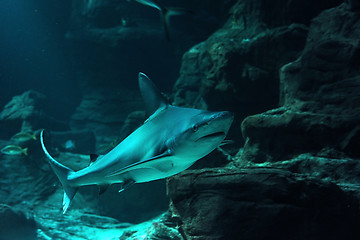 Image showing reef shark