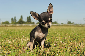 Image showing puppy chihuahua