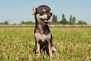 Image showing puppy chihuahua