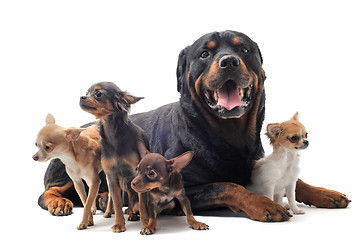 Image showing rottweiler and chihuahuas