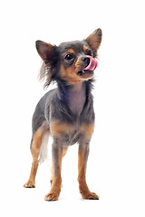 Image showing hungry chihuahua