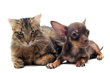 Image showing puppy chihuahua and cat