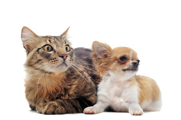 Image showing puppy chihuahua and cat