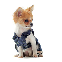 Image showing dressed chihuahua