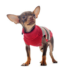 Image showing puppy chihuahua